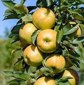 Apple 'Ballerina Bolero'