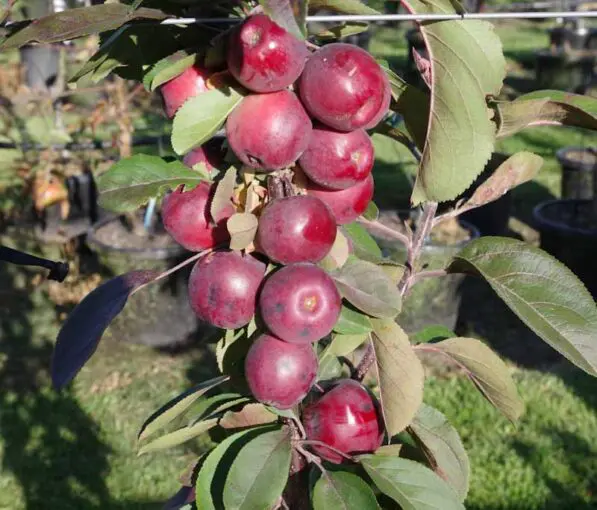 Apple 'Ballerina Maypole'