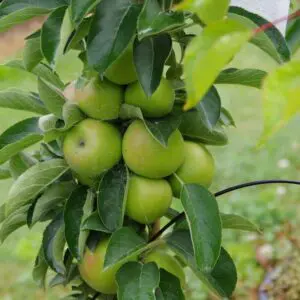 Apple 'Beauty of Kent'