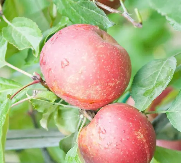 Apple 'Boskoop Red'