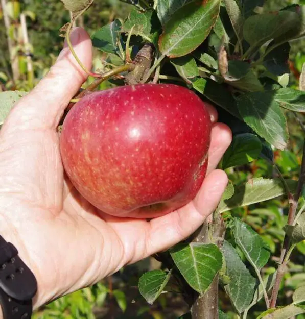 Apple 'Captain Kidd'