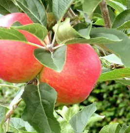 Apple 'Discovery'