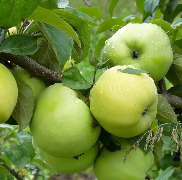 Apple 'Giant Antonovka'