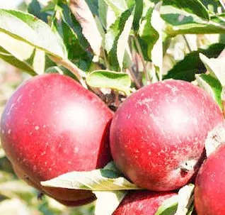 Apple 'Ingrid Marie'