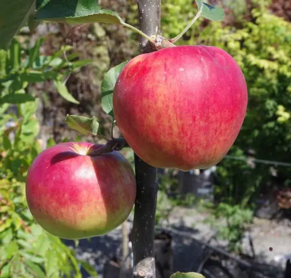 Apple 'Initial' PVR
