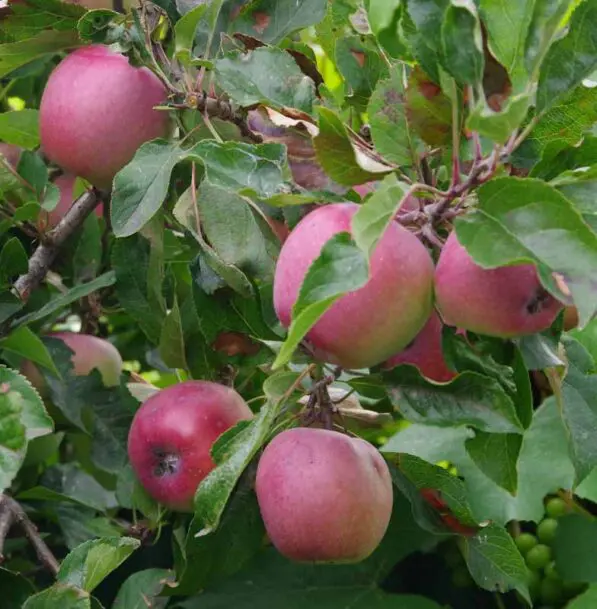 Apple 'Lady in Red' PVR