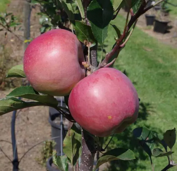 Apple 'Pacific Rose' M26