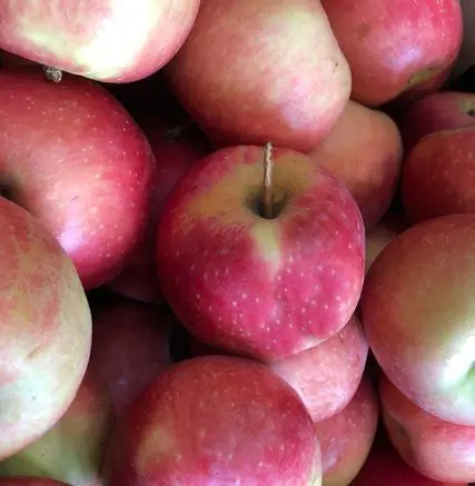 Apple 'Splendour' MM106