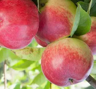 Apple 'Tydemans Early Worcester'