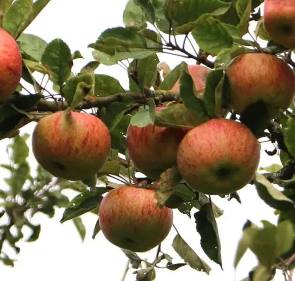 Apple 'Aherlander Pfannkuchen'