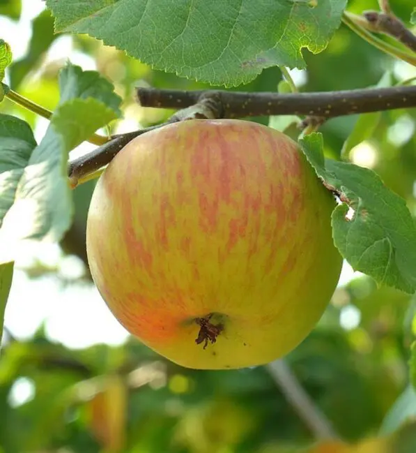 Apple 'Gravenstein'