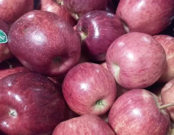 Apple 'Royal Gala' MM106