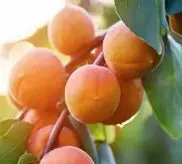 Apricot 'Cluthagold' PVR