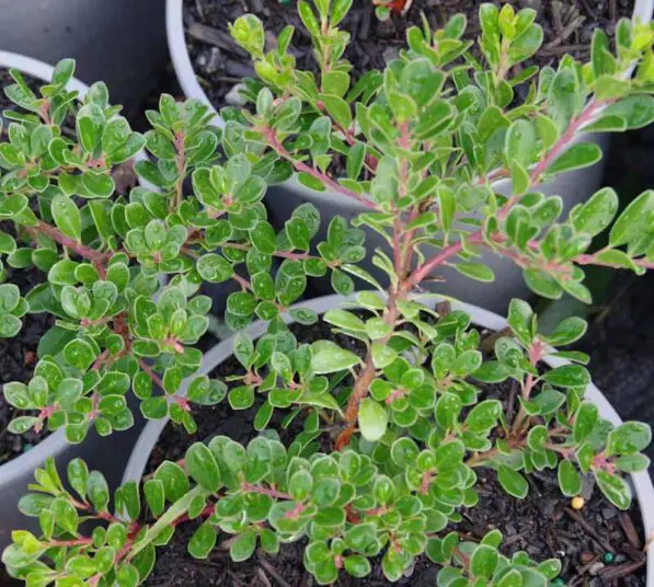 Arctostaphylos 'Woods Red'