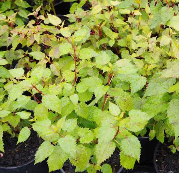 Aristotelia serrata