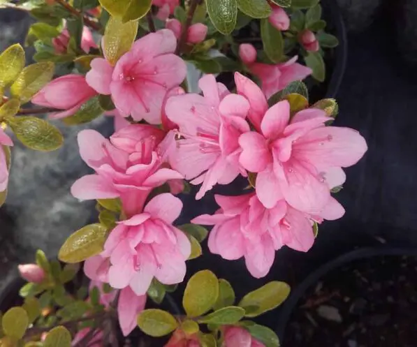 Azalea 'Kirin'