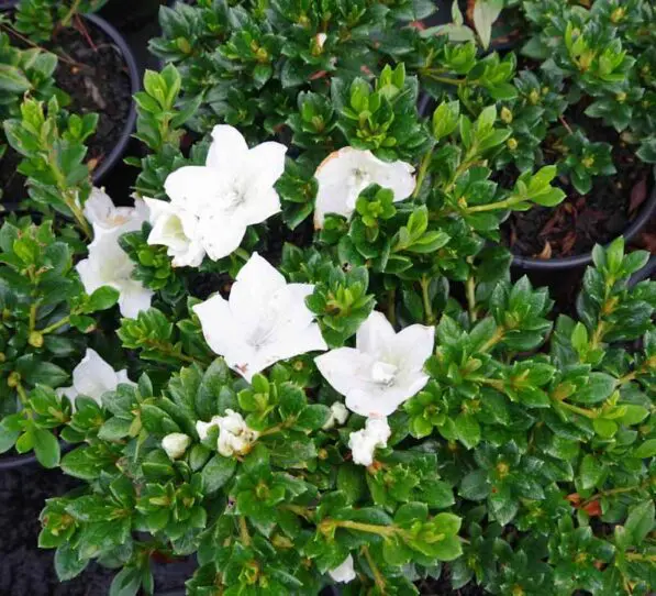 Azalea 'Mrs Kint White'