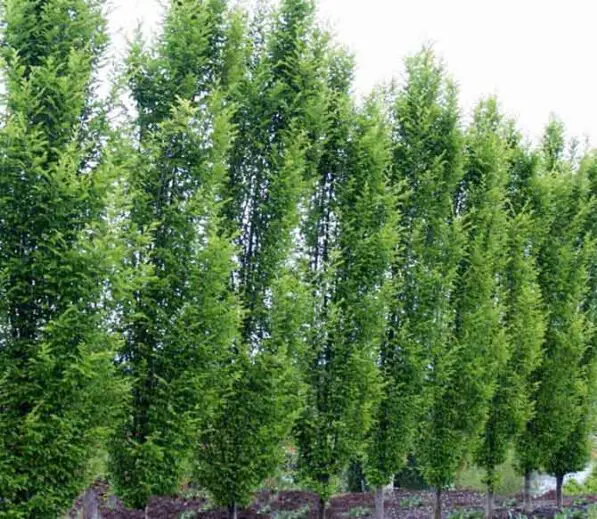 Carpinus betulus 'Fastigiata'