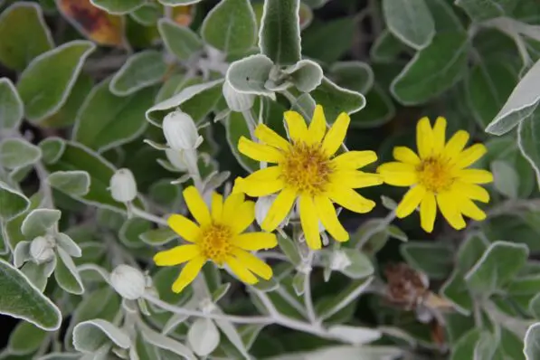 Brachyglottis 'Otari Cloud'