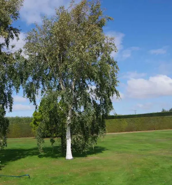 Betula utilis 'Jacquemontii'