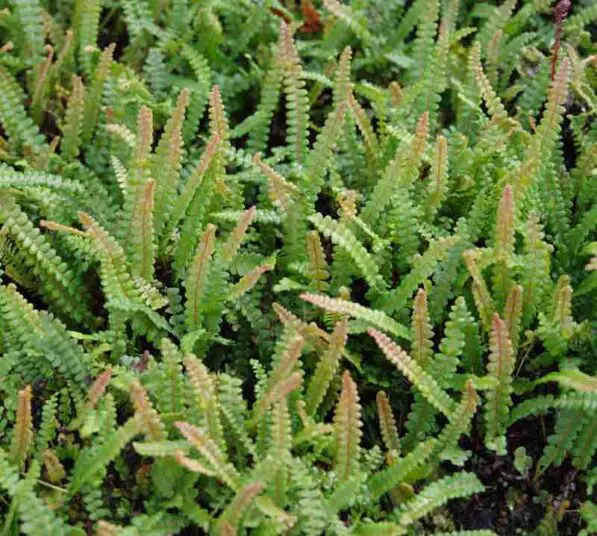 Blechnum penna-marina