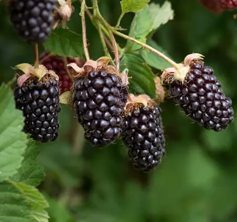 Boysenberry 'Mapua'