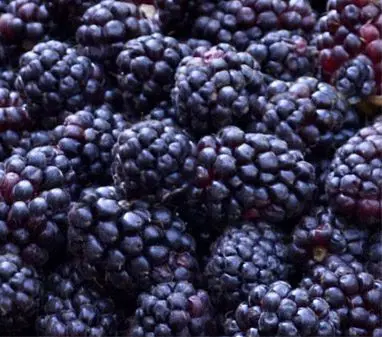 Boysenberry 'Brulee'