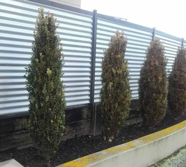 Buxus sempervirens 'Graham Blandy'