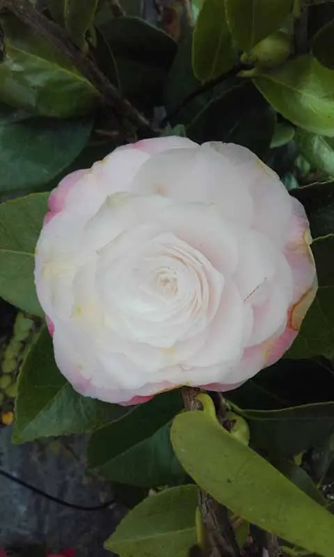 Camellia 'Desire'