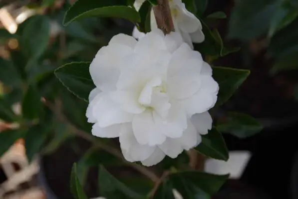 Camellia 'Mine-no-Yuki'