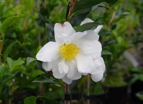 Camellia 'Setsugekka'