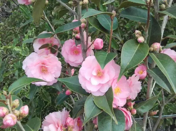 Camellia 'Spring Festival'