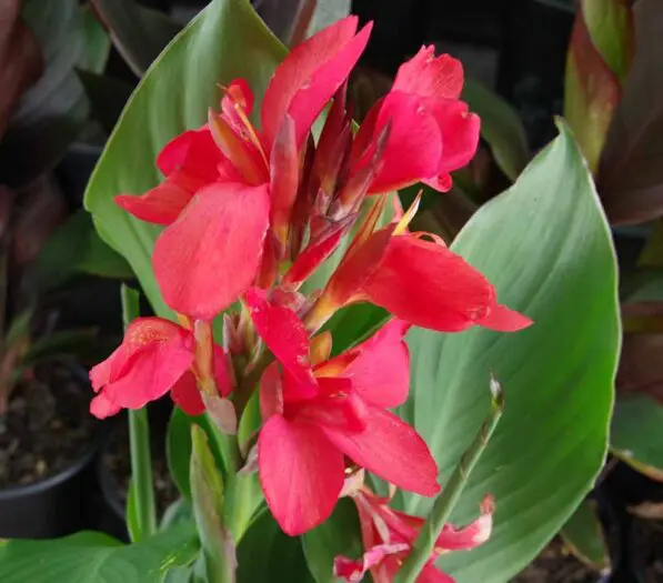 Canna 'Cannova Red'