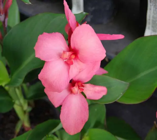 Canna 'Cannova 'Mango'