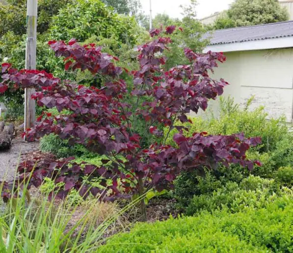 Cercis canadensis 'Forest Pansy'