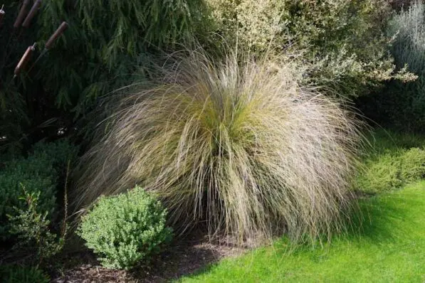 Chionochloa rubra