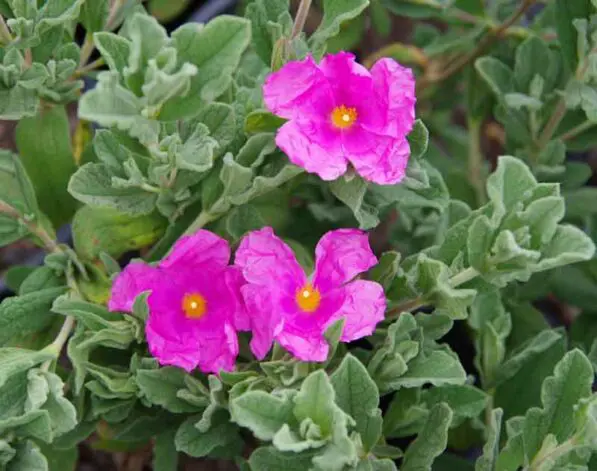 Cistus x pulverulentus 'Sunset'