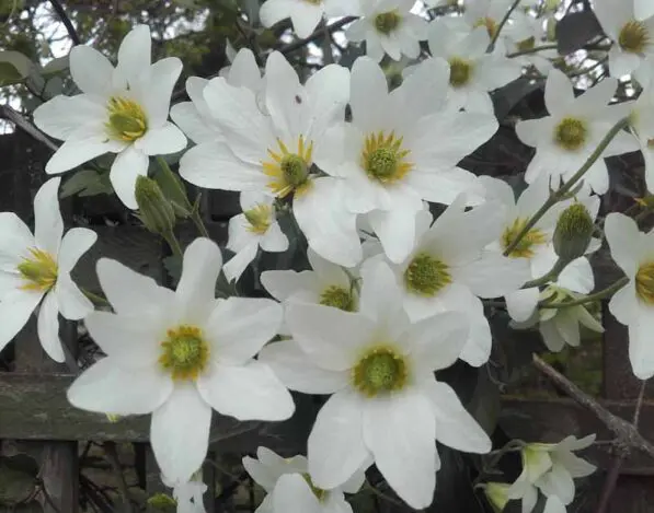Clematis paniculata