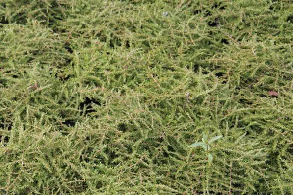 Coprosma acerosa 'Hawera'