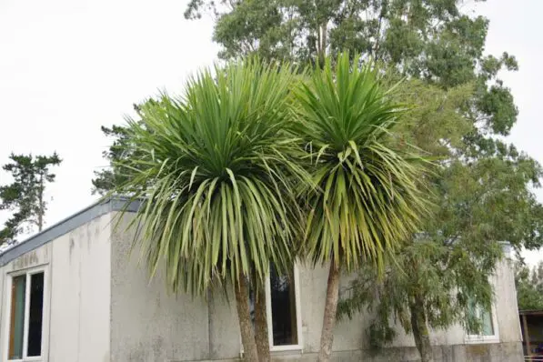 Cordyline australis