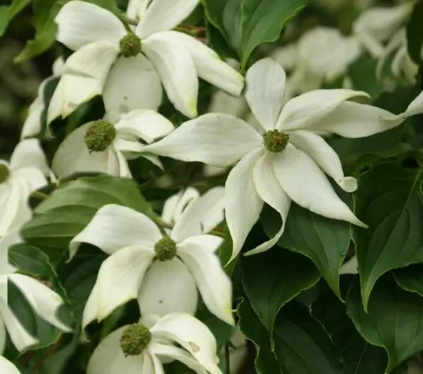 Cornus kousa 'Doubloon'