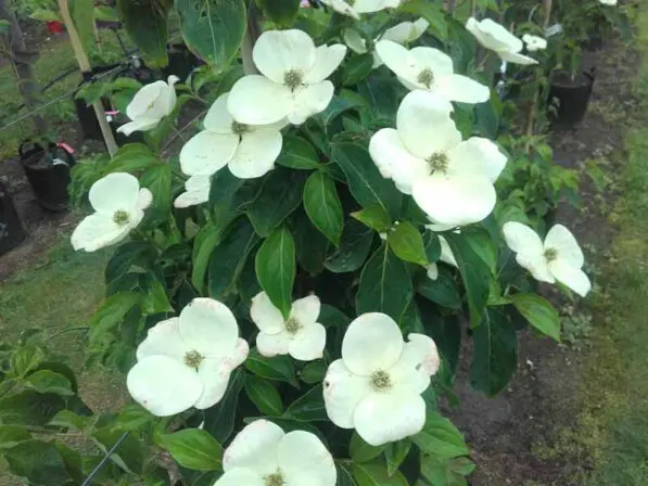 Cornus 'Greenvale'