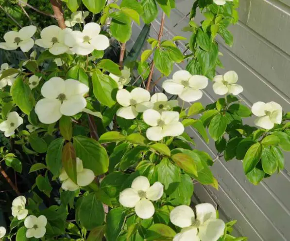 Cornus 'Greenvale' PVR