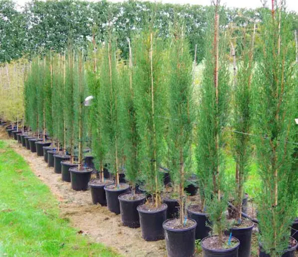 Cupressus sempervirens 'Stricta'