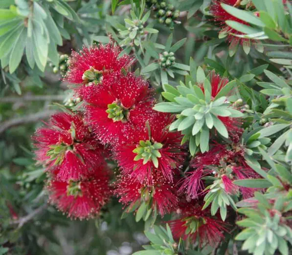 Callistemon 'Little John'