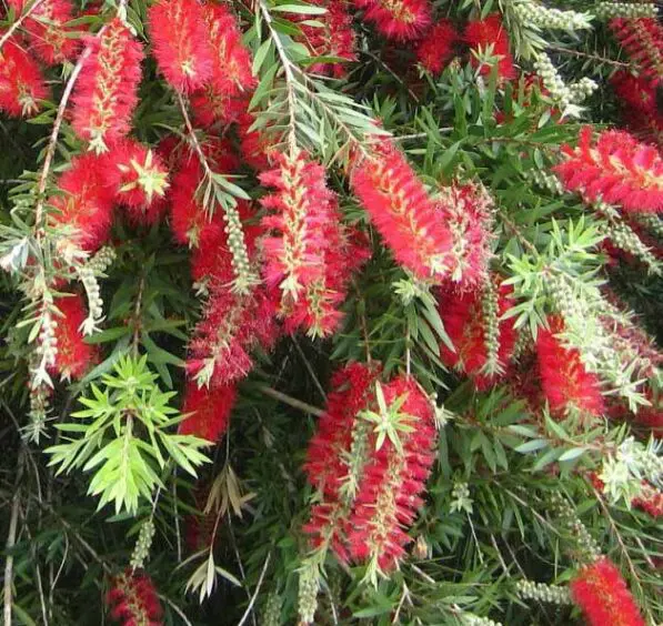 Callistemon viminalis 'Slim' PVR