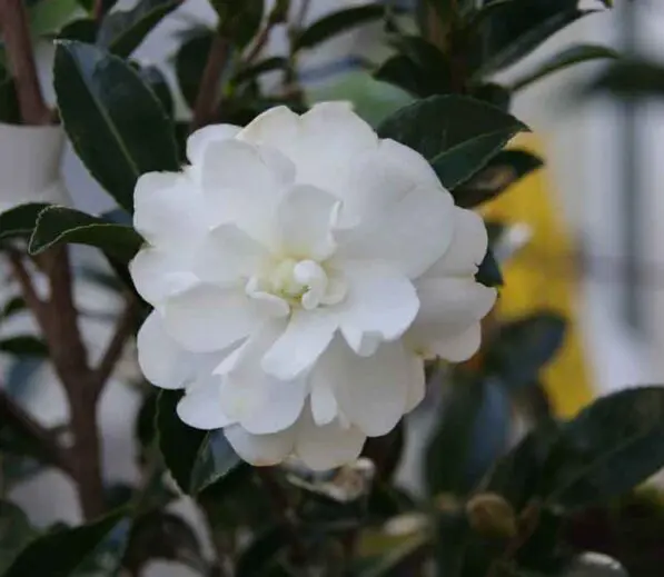 Camellia 'Avalanche'
