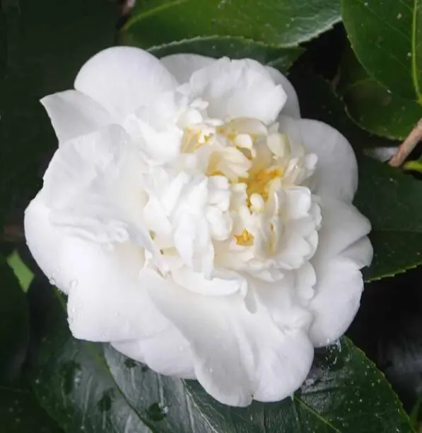 Camellia 'Mansize'