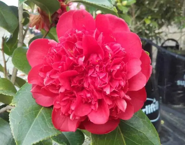 Camellia 'Anticipation'