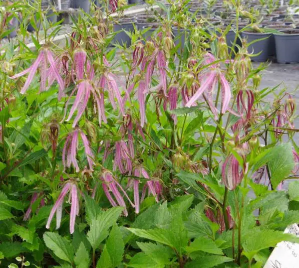 Campanula 'Pink Octopus'